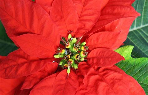 Plantation Et Entretien Du Poinsettia Ou étoile De Noël Truffaut