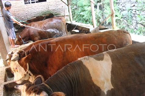 Upaya Pemenuhan Kebutuhan Daging Sapi Nasional Antara Foto