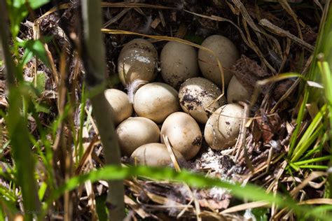 Mallard Duck Nest | Cindy Goeddel Photography, LLC