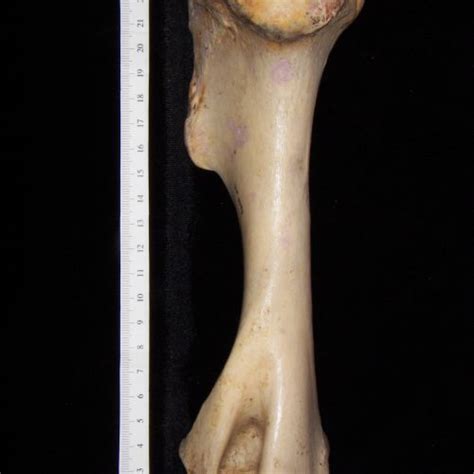 Horse (Equus caballus) left humerus, lateral view - BoneID