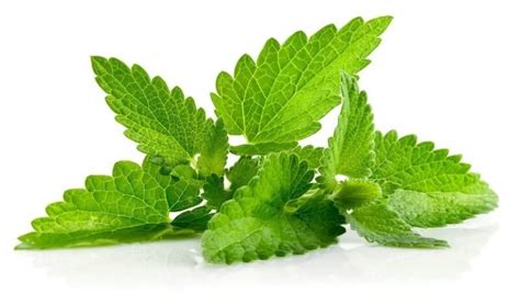 How Much Mint Is In A Bunch Chopped Leaves Or Loosely Packed Leaves