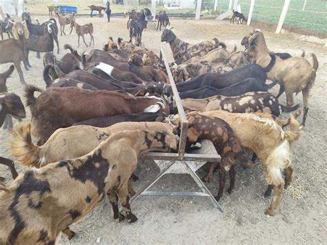 Sirohi Female Goat At Rs 220 Kg Ajmer Nagaur ID 2852487025430