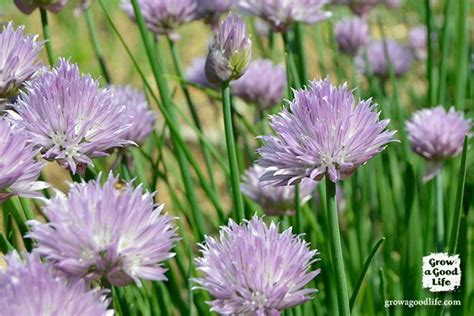 Chive Blossom Vinegar Infusion Recipe Chive Blossom Infused