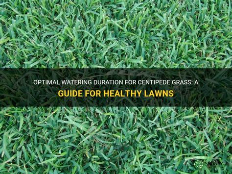 Optimal Watering Duration For Centipede Grass A Guide For Healthy Lawns Shuncy