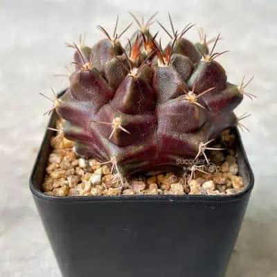 Gymnocalycium Mihanovichii Purple Nebula Succulent Cactus Malaysia