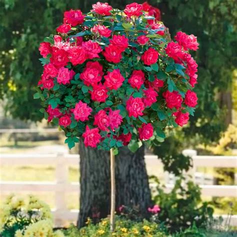 Knock Out Roses | Knock Out Roses for Sale — PlantingTree