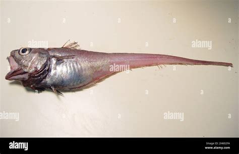 Giant Grenadier Fish