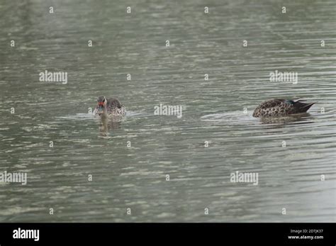 Indian Spot Billed Ducks Anas Poecilorhyncha Keoladeo Ghana National