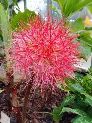 Quelques Nouvelles De Chez Nous Les Serres Du Jardin Botanique