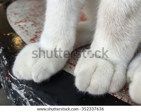 Feet Cat Stock Photo 352337648 - Shutterstock