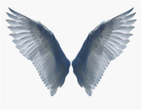 Wings Png Bird Wing Png Transparent Png Transparent Png Image