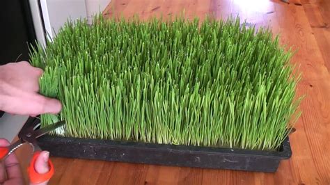 How To Grow Your Own Wheatgrass At Home Step By Step Diy Tutorial Instructions How To How To