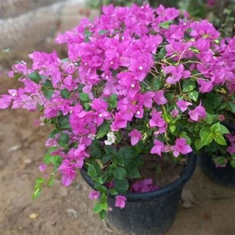 4 5feet Purple Bougainvillea Bonsai Flowering Plant At 500 Piece In