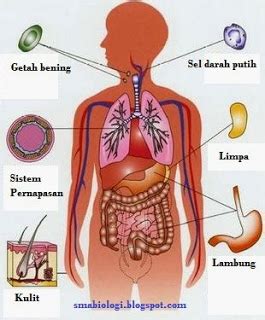 Detail Gambar Sistem Imun Pada Manusia Koleksi Nomer 6