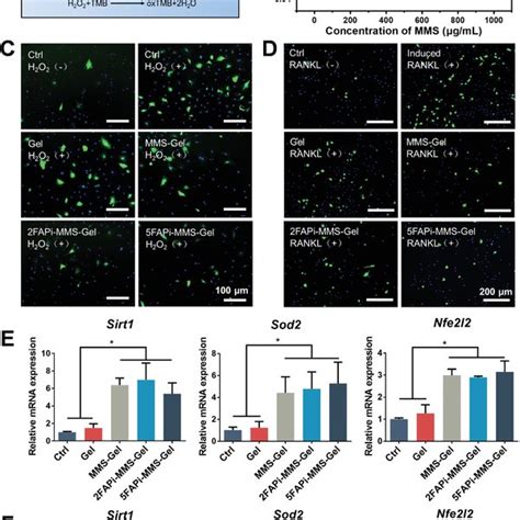 Characterizations Of In Vitro Osteogenesis Of Bmscs On Composite