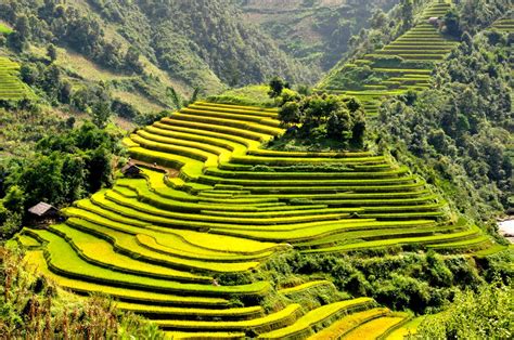 Terraced Rice Fields Sa Pa Attractions Viet Holiday Travel