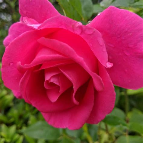 Rosa Fryrisky Syn Rosa All My Loving Rose All My Loving Hybrid Tea Uploaded By