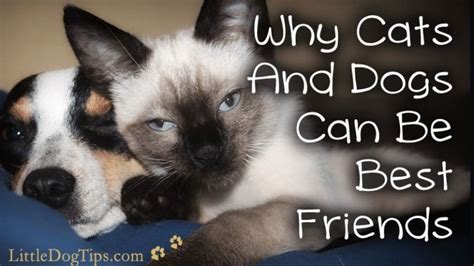 7 Simple Steps To Turn Frenemies Into Furiends
