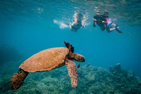 Maui Sur Excursión De Snorkel Al Cráter Molokini Y Turtle Town