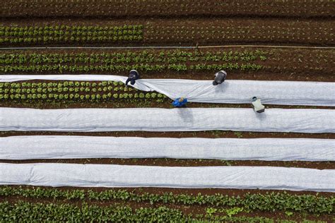 Entenda Por Que A Geada Tira O Sono Dos Agricultores 28 07 2021