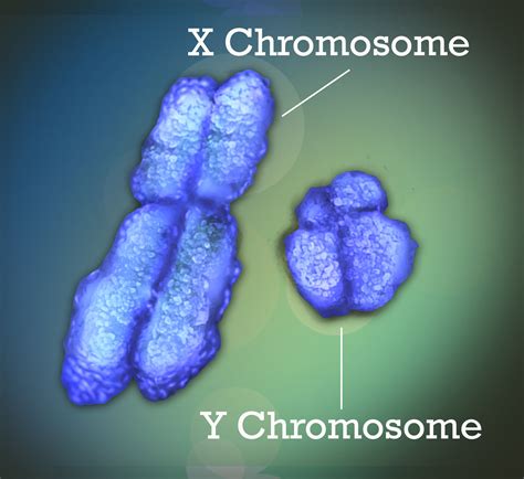 Weird Chromosome Loss Found In These Creeping Voles Live Science