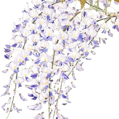 Wisteria Wall Art - Etsy