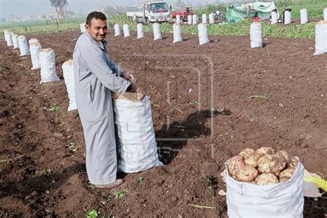 80 تقاوي و20 للطرح بالأسواق بدء موسم جني البطاطس في المنيا صور