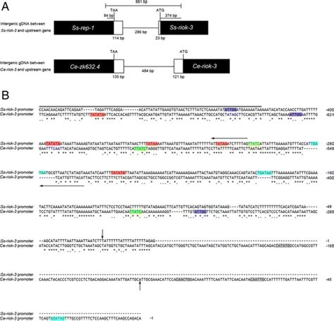 Diagram Of Upstream Gene And Intergenic Regions Of The Genes Ss Riok 3