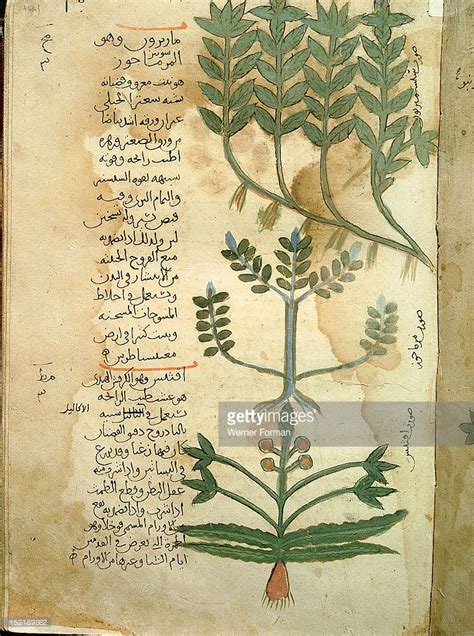 Folio 121r of the Arabic version of Dioscorides De Materia Medica,...