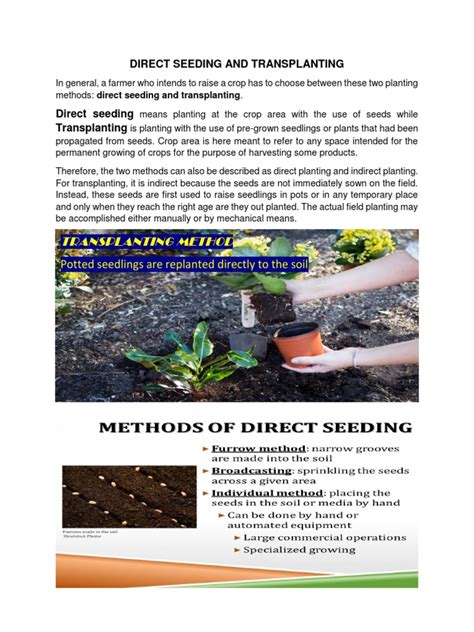 Direct Seeding And Transplanting Pdf Sowing Seed