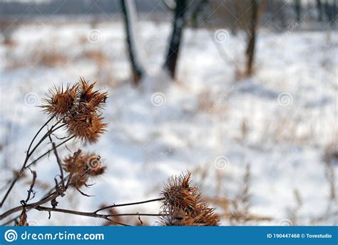 Prickly Burdock Seed Baskets In Close Up In Winter Time Natural Wild