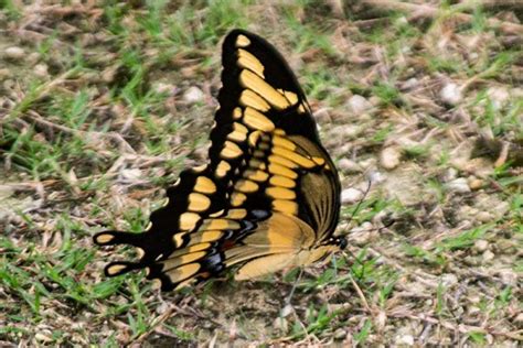 North Central Florida Butterfly And Insect Identification Bryan Berg