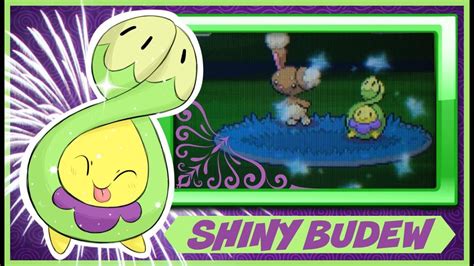 Live Shiny Budew Platinum Bq Res Ishc Ssc Youtube