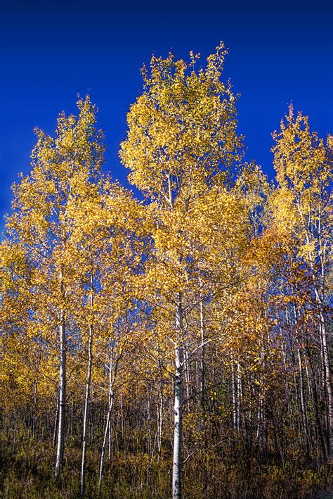 Michigan Birch Trees In Autumn Photograph By Randall Nyhof