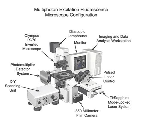 Two-Photon Fluorescence Microscopy