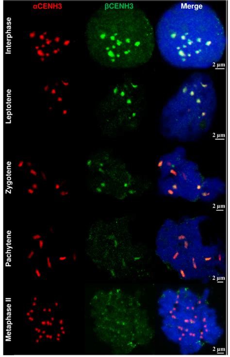 Plants Free Full Text Expression Of Two Rye Cenh Variants And