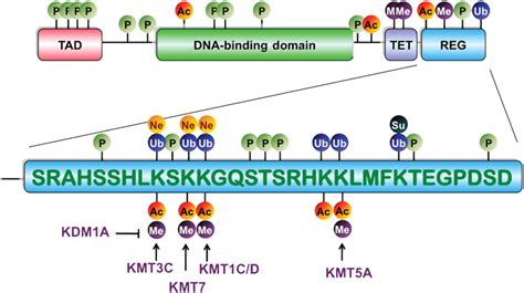 Post Translational Modifications Methylated Peptides Lifetein