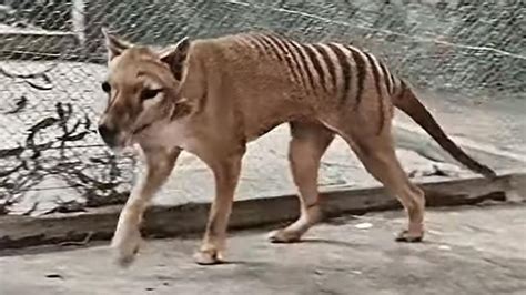 Hallan Los Restos Del Ltimo Tigre De Tasmania En El Armario De Un Museo