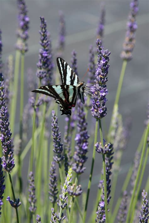 Butterfly And Lavender Photos, Download The BEST Free Butterfly And ...