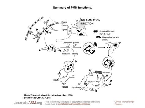 Summary Of Pmn Functions Ppt Download