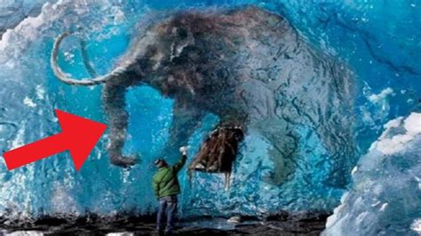 Animals Found Frozen In Ice Unbelievable Pictures Wooly Mammoth