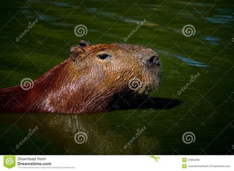 Capybara swimming. A capybara swimming in the lake at the zoo # ...