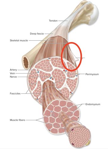 Ch 10 Muscle Tissue Kin 223 Flashcards Quizlet