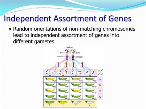 Ppt Meiosis And Variation Powerpoint Presentation Free Download Id 1917233