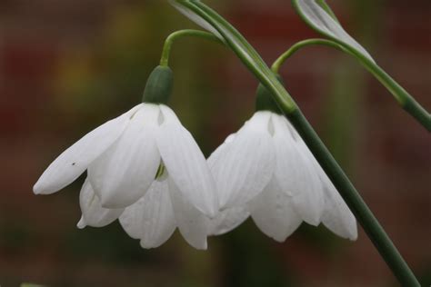 A Snowdrop Special 6 Pretty Galanthus Varieties The Tea Break Gardener