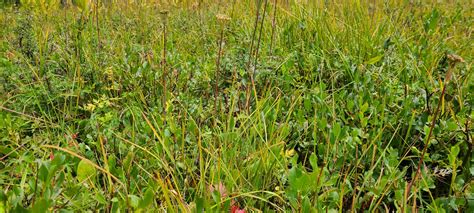 Conserving The Arizona Willow Center For Plant Conservation