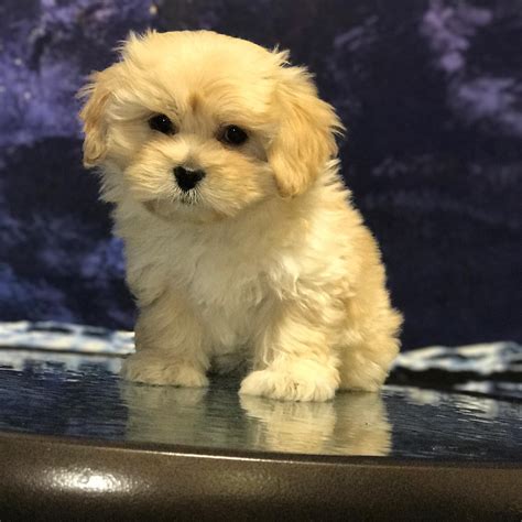 Adorable Red White And Parti Teacup Maltipoo Puppies For Sale