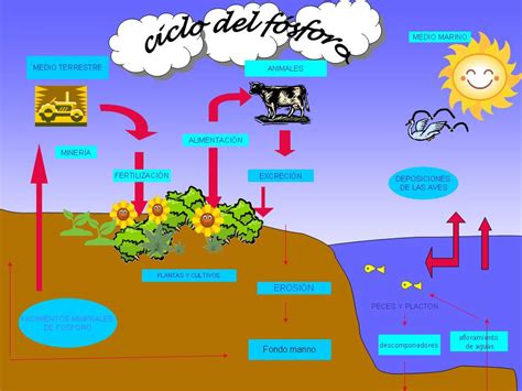 Ciclo Del Fósforo Energía Y Consumo De Substancias Fundamentales 16i