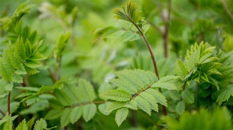 Rowan Tree Mythology And Folklore Trees For Life