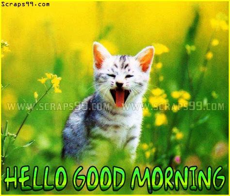 Good Morning Wishes With Cat Pictures Images Page 3